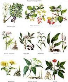 Полезные растения - Screenshot 1