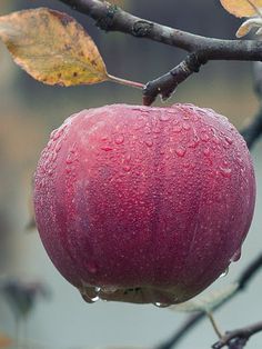 My guess the pic - Screenshot 2