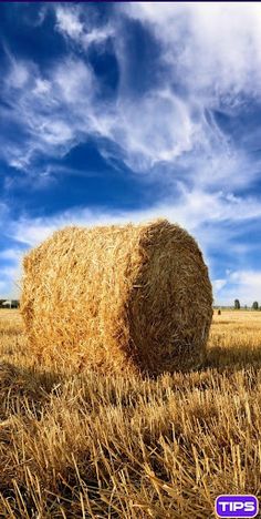 Pic Puzzle - Screenshot 3