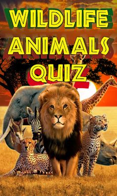 Animals Quiz Wild Creatures - Screenshot 1