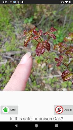 Poison Oak Training Game - Screenshot 1