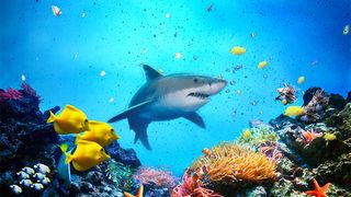 The Shark - Screenshot 1