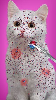 Virtual Cat ASMR Spa Makeover - Screenshot 3