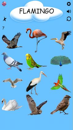 Birds - Learning Birds - Screenshot 4