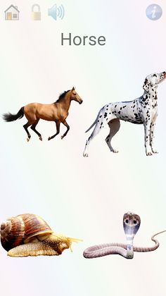 Animals, games, curiosities - Screenshot 2