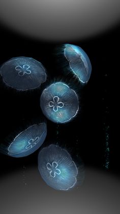 Jellyfish - Appreciation - Screenshot 2