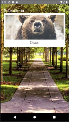 Rompecabezas de Osos - Screenshot 1