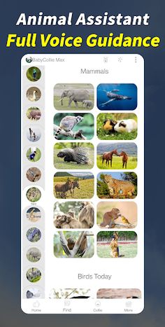 BabyCollie Max: Quiz Game with - Screenshot 3