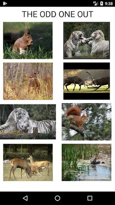 Animal Quiz - Screenshot 1