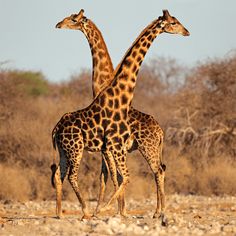 Wild Animals Puzzle Game - Screenshot 3