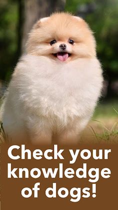 Popular Dog Breeds - My Pet - Screenshot 3