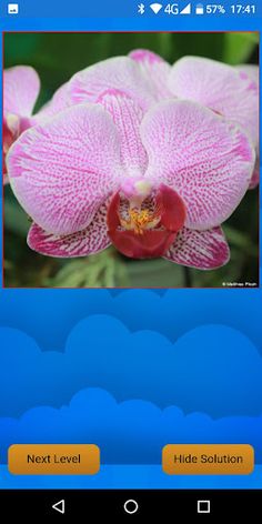 Schiebepuzzle Orchidee - Screenshot 1