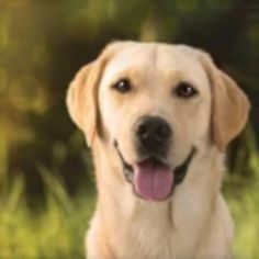 Pet the Dog - Screenshot 2