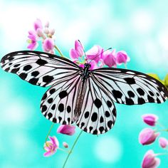 Butterfly Jigsaw Puzzle Games - Screenshot 2
