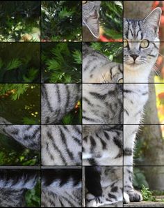 Quebra-Cabeça de Gatos - Screenshot 3