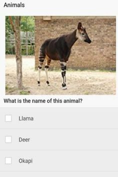 Zoo Animals Quiz - Screenshot 2