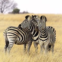 Animal Jigsaw Puzzle - Screenshot 2