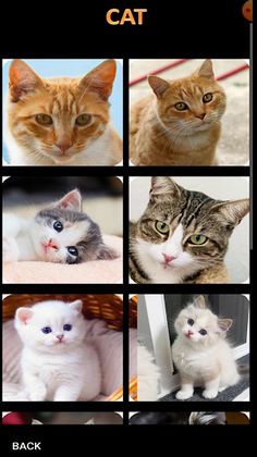 Sliding Jigsaw Puzzle - Screenshot 4