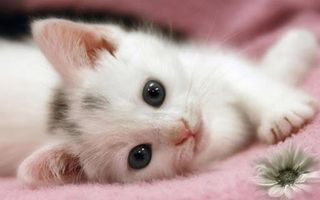 Cat Games - Kittens Puzzles - Screenshot 2