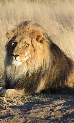 Lion Relax Puzzle - Screenshot 1