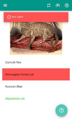Cat breeds (quiz) - Screenshot 3