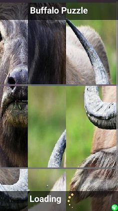 Buffalo Puzzle - Screenshot 2