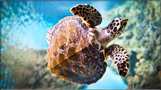 Animals Puzzles Jigsaw - Screenshot 1