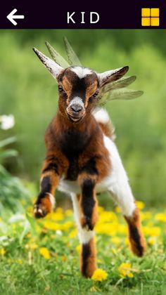 Funny Animal & Dinosaur (full) - Screenshot 2