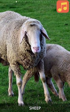 Sound book Farm Animals - Screenshot 4