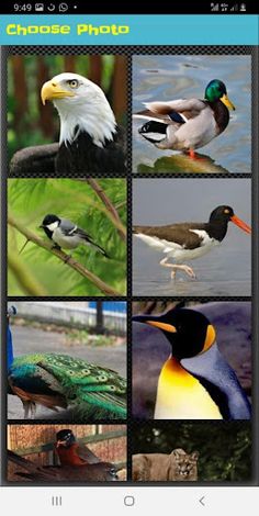 Animals Puzzle - Screenshot 3