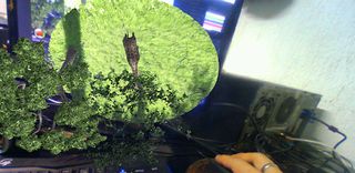 Ayai Dimension Animal - Screenshot 2