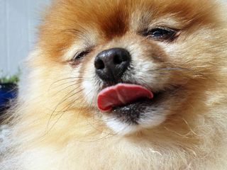 Pomeranians dog jigsaw puzzle - Screenshot 3