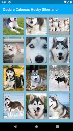 Siberian Husky Jigsaw Puzzles - Screenshot 3