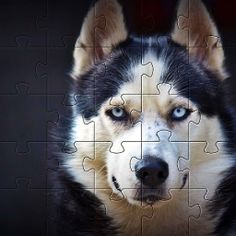 Huskies Dog Jigsaw Puzzle Game - Screenshot 2