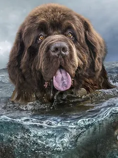 Dog puzzles - drag & swap - Screenshot 1