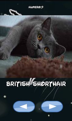 Cat breeds, which one is hiden - Screenshot 2