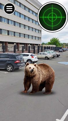 Stray Animals. Real Catch Game - Screenshot 3