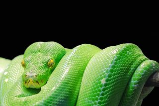 Snake games jigsaw puzzles - Screenshot 3