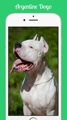 Argentine Dogo - Screenshot 3