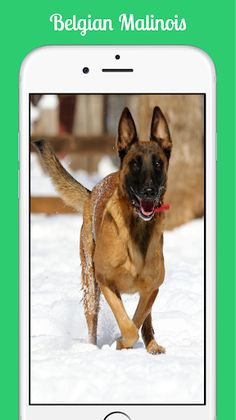 Belgian Malinois - Screenshot 4