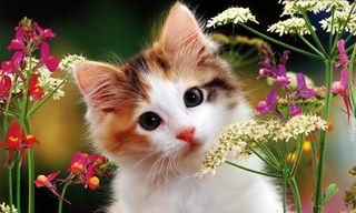 Puzzle Cute Cats - Tile Puzzle - Screenshot 2