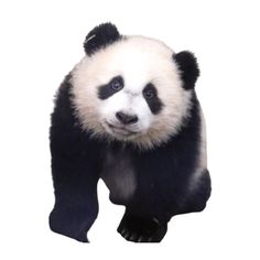 fake call baby panda prank - Screenshot 1