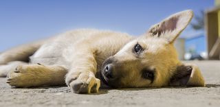 Little Puppy - Screenshot 1