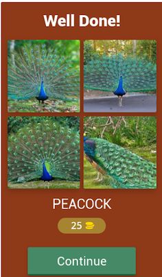 Birds Quiz - Screenshot 2