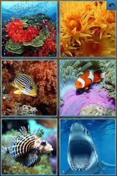 Sea Life Jigsaw Puzzles - Screenshot 1
