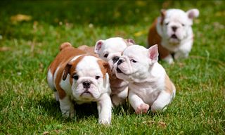 Puzzle Cute Dog - Sliding Puzz - Screenshot 3