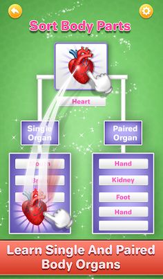 Human Body Parts Kids Learning - Screenshot 4