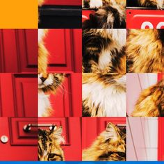 CAT SEARCH - Screenshot 2