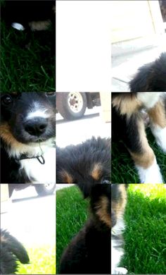 Rompecabeza de Cachorros - Screenshot 1