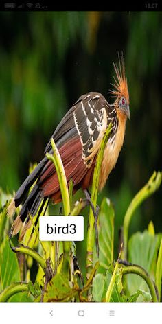 special bird - Screenshot 4